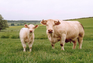 Charolais