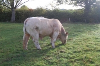 Charolais14