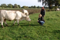 Charolais15