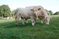 Charolais16