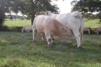 Charolais17