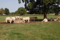 Charolais18