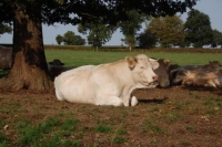 Charolais19