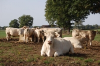 Charolais20
