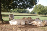 Charolais21