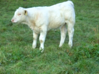 Charolais23