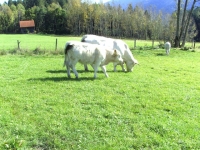 Charolais25