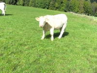 Charolais26
