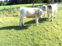 Charolais28