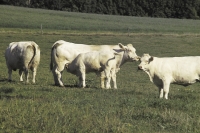 Charolais29