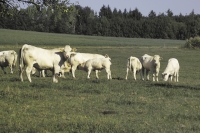 Charolais30