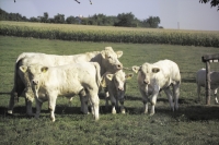 Charolais31