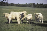 Charolais32