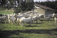 Charolais33