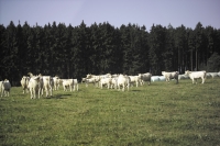 Charolais34