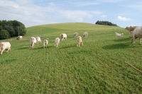 Charolais35