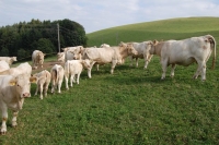 Charolais36