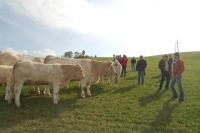 Charolais37