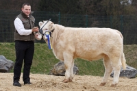 VENETIA (Anker x Texan-Gie)