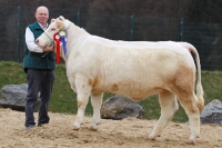 LOLITA (Seigneur x Pinay)