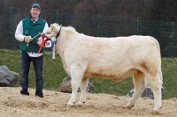 GLORIETTE (Charolais x Vitan)
