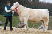PRALINA (Artur x Homer)