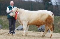 SUPERMEEN (seigneur x Ficus)