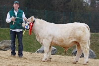 HARO (Charolais x Natur)