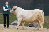 HEKTOR (BamBam MS x Archimede)