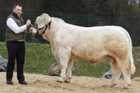 BERGFEX (BamBam MS x Texas)