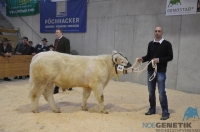 HYPERION MS (Vladimir x Verdi MS)
