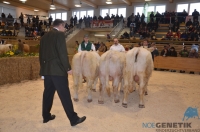 Fleischrindertag__080