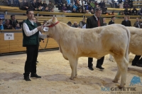 GIGANTE (BamBam MS x Populair)