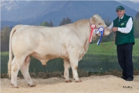 NOCK (Nevio x Laureat)
