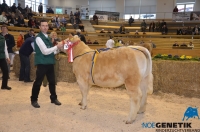 HANNE (BamBam MS x Alto)