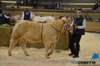 HANNE (BamBam MS x Alto)