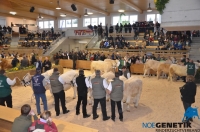 Fleischrindertag__234