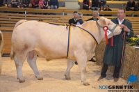 PIONIER (Saumur x Urgo)