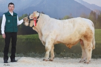 HEKTOR (BamBam MS x Archimede)