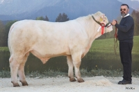 GARY (Seigneur x Horace)