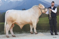 GOLLER MS (Habit x Artiste)