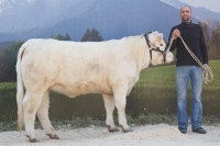GRAMIGNA MS (Ellmau MS x Superman)