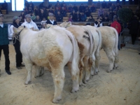 Stiergruppe 2