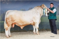 IWAN (Ikarus x Maestro)