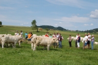 Charolais-Austria Züchtertreffen 2013