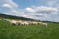 Charolais-Austria Züchtertreffen 2013