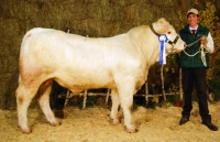FRANCO (Franko x Sesame CH)