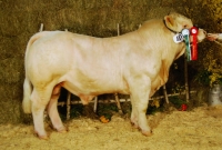 ENRICO (Repair x Vitan)