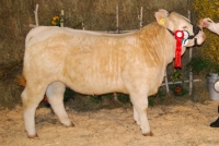 UDESSA (Texan-GIE x Romulus)