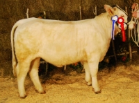 BARONESSE (Sesame x Newton)